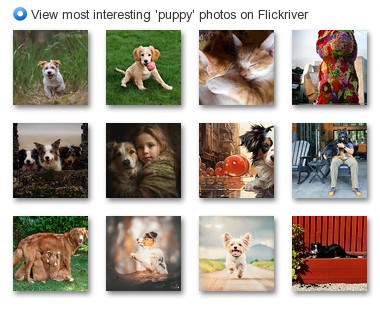 View most interesting 'puppy' photos on Flickriver