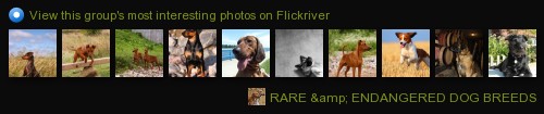 Rare+dog+breeds+list+with+pictures