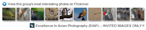 Excellence In Avian Photography (INVITED IMAGES only: 2 / day) - View this group's most interesting photos on Flickriver