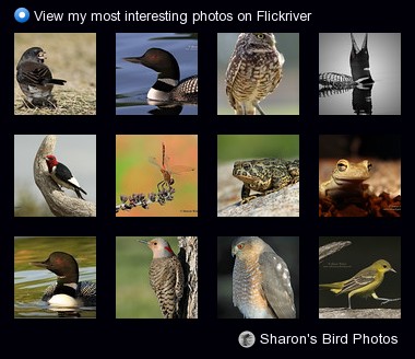 Sharon's Bird Photos - View my most interesting photos on Flickriver