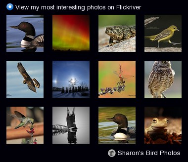 Sharon's Bird Photos - View my most interesting photos on Flickriver