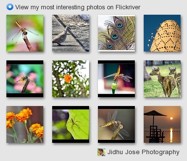 Jidhu Jose Photography - View my most interesting photos on Flickriver